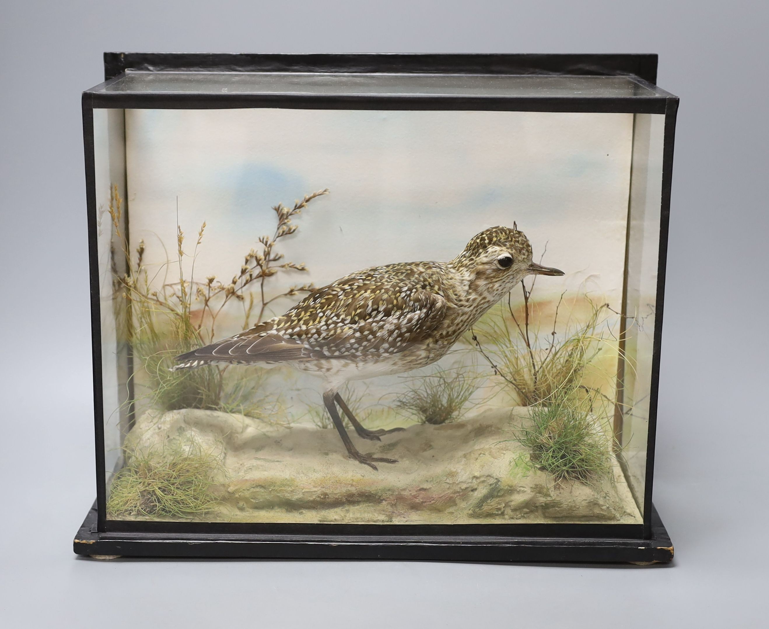 An early 20th century cased taxidermic Golden Plover, case 37cm wide